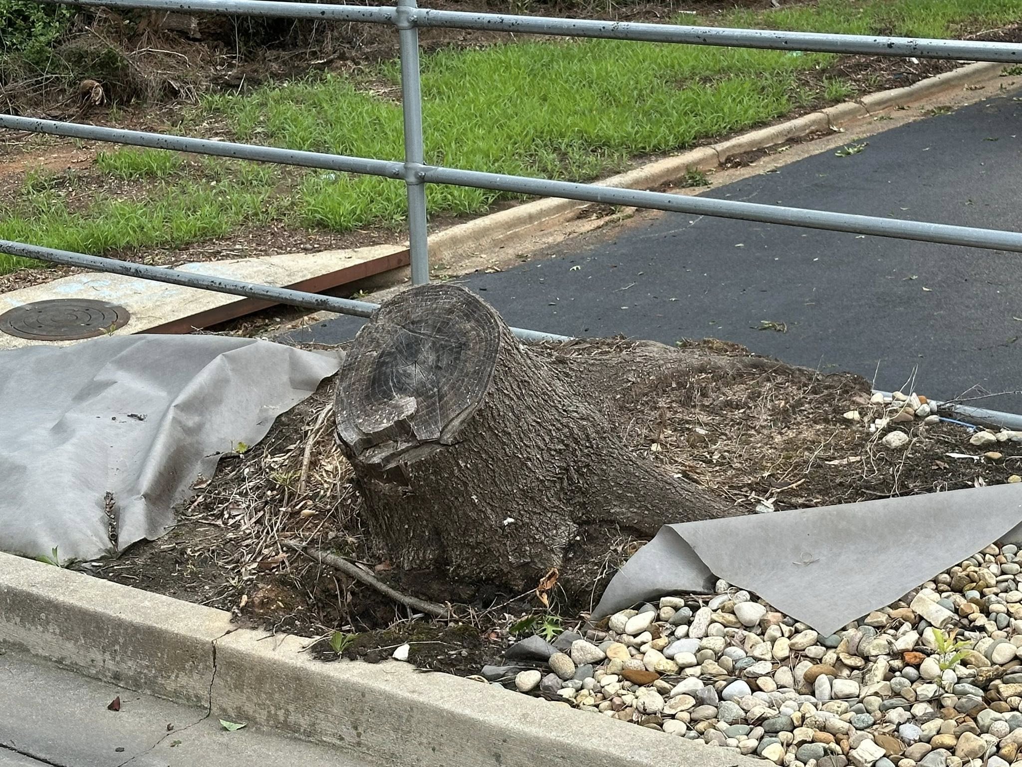 Commercial stump before nighttime cleanup