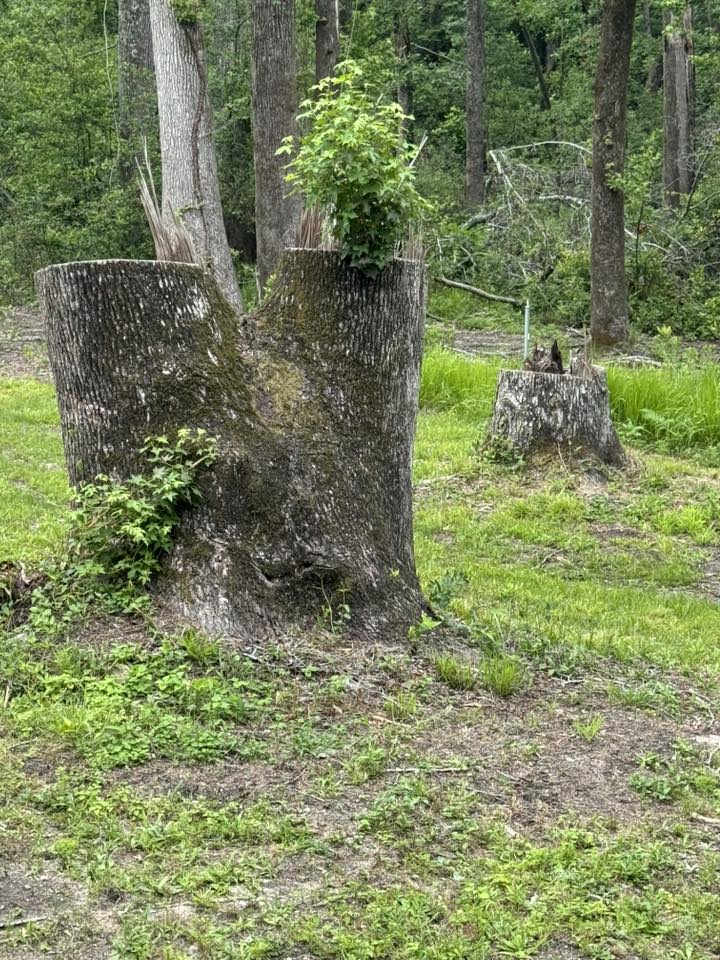Stump before removal